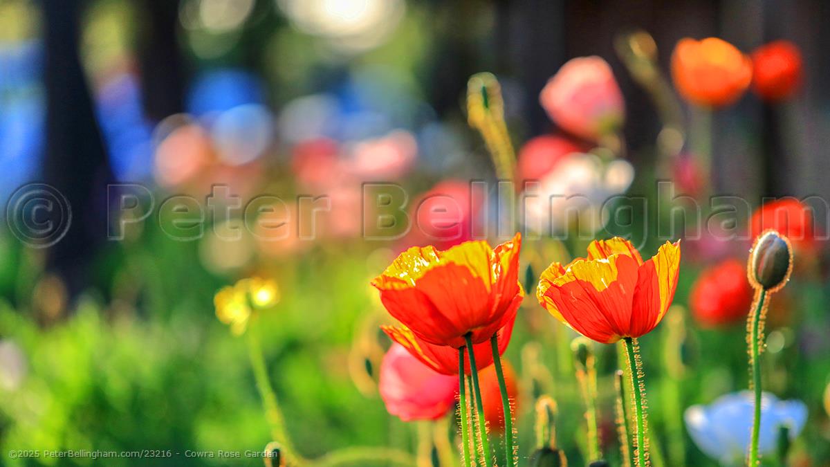 Peter Bellingham Photography Cowra Rose Garden
